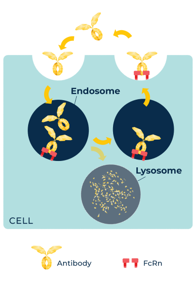 Two graphics showing the mechanism of action of VYVGART