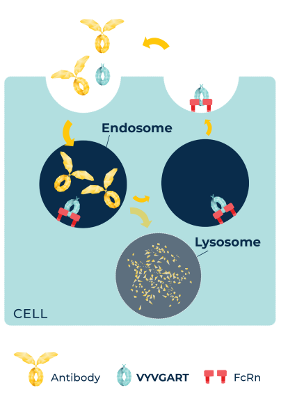 Two graphics showing the mechanism of action of VYVGART