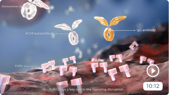 Watch this video to discover how VYVGART helps clear IgG antibodies, including AChR autoantibodies