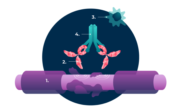 Bottom image right: Illustration of complement activation in the immune system.